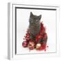 Grey Kitten with Christmas Decorations-Mark Taylor-Framed Photographic Print