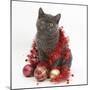 Grey Kitten with Christmas Decorations-Mark Taylor-Mounted Photographic Print