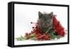 Grey Kitten with Christmas Tinsel and Holly Berries-Mark Taylor-Framed Stretched Canvas