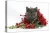 Grey Kitten with Christmas Tinsel and Holly Berries-Mark Taylor-Stretched Canvas