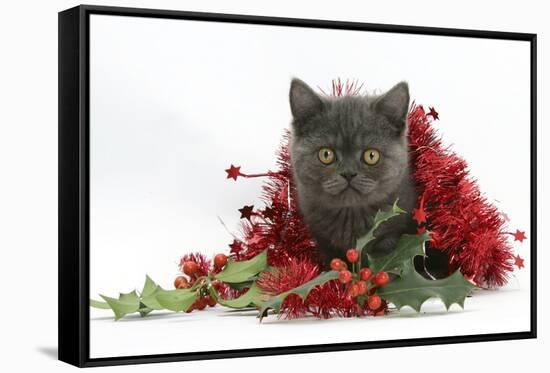 Grey Kitten with Christmas Tinsel and Holly Berries-Mark Taylor-Framed Stretched Canvas