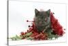 Grey Kitten with Christmas Tinsel and Holly Berries-Mark Taylor-Stretched Canvas