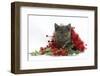 Grey Kitten with Christmas Tinsel and Holly Berries-Mark Taylor-Framed Photographic Print