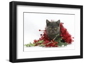 Grey Kitten with Christmas Tinsel and Holly Berries-Mark Taylor-Framed Photographic Print