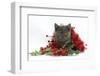 Grey Kitten with Christmas Tinsel and Holly Berries-Mark Taylor-Framed Photographic Print