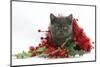 Grey Kitten with Christmas Tinsel and Holly Berries-Mark Taylor-Mounted Photographic Print