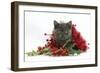 Grey Kitten with Christmas Tinsel and Holly Berries-Mark Taylor-Framed Photographic Print