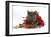 Grey Kitten with Christmas Tinsel and Holly Berries-Mark Taylor-Framed Photographic Print