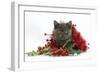 Grey Kitten with Christmas Tinsel and Holly Berries-Mark Taylor-Framed Photographic Print