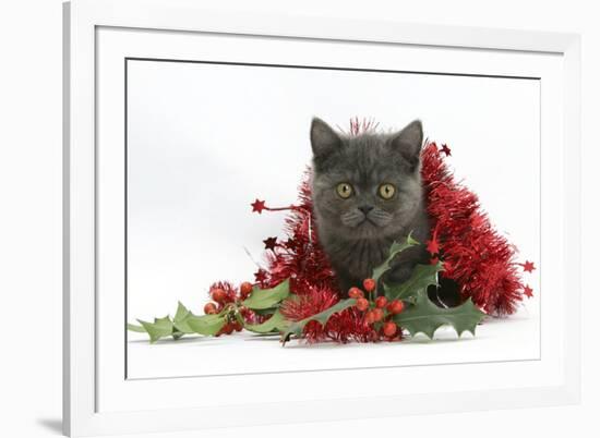 Grey Kitten with Christmas Tinsel and Holly Berries-Mark Taylor-Framed Photographic Print