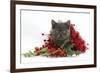 Grey Kitten with Christmas Tinsel and Holly Berries-Mark Taylor-Framed Photographic Print