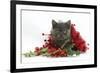 Grey Kitten with Christmas Tinsel and Holly Berries-Mark Taylor-Framed Photographic Print