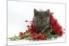 Grey Kitten with Christmas Tinsel and Holly Berries-Mark Taylor-Mounted Photographic Print