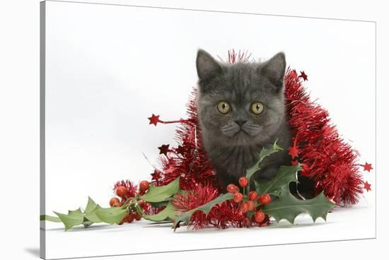 Grey Kitten with Christmas Tinsel and Holly Berries-Mark Taylor-Stretched Canvas