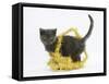 Grey Kitten with Gold Christmas Tinsel-Mark Taylor-Framed Stretched Canvas