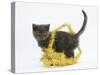 Grey Kitten with Gold Christmas Tinsel-Mark Taylor-Stretched Canvas