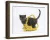 Grey Kitten with Gold Christmas Tinsel-Mark Taylor-Framed Photographic Print