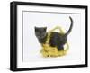 Grey Kitten with Gold Christmas Tinsel-Mark Taylor-Framed Photographic Print