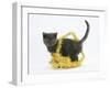 Grey Kitten with Gold Christmas Tinsel-Mark Taylor-Framed Photographic Print