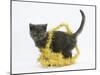 Grey Kitten with Gold Christmas Tinsel-Mark Taylor-Mounted Photographic Print