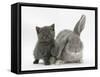 Grey Kitten with Grey Windmill-Eared Rabbit-Mark Taylor-Framed Stretched Canvas