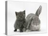 Grey Kitten with Grey Windmill-Eared Rabbit-Mark Taylor-Stretched Canvas