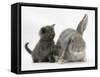 Grey Kitten with Grey Windmill-Eared Rabbit-Mark Taylor-Framed Stretched Canvas
