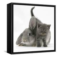 Grey Kitten with Grey Windmill-Eared Rabbit-Mark Taylor-Framed Stretched Canvas