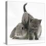 Grey Kitten with Grey Windmill-Eared Rabbit-Mark Taylor-Stretched Canvas