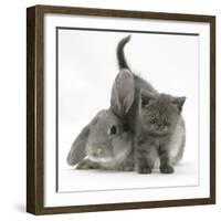 Grey Kitten with Grey Windmill-Eared Rabbit-Mark Taylor-Framed Photographic Print