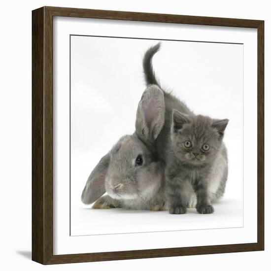 Grey Kitten with Grey Windmill-Eared Rabbit-Mark Taylor-Framed Photographic Print