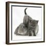 Grey Kitten with Grey Windmill-Eared Rabbit-Mark Taylor-Framed Photographic Print