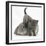 Grey Kitten with Grey Windmill-Eared Rabbit-Mark Taylor-Framed Photographic Print