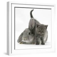 Grey Kitten with Grey Windmill-Eared Rabbit-Mark Taylor-Framed Photographic Print