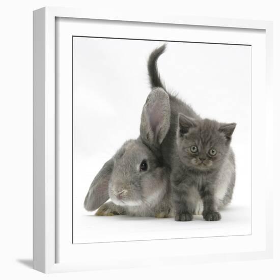 Grey Kitten with Grey Windmill-Eared Rabbit-Mark Taylor-Framed Photographic Print