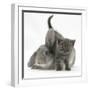 Grey Kitten with Grey Windmill-Eared Rabbit-Mark Taylor-Framed Photographic Print