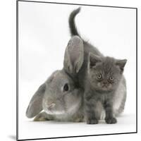 Grey Kitten with Grey Windmill-Eared Rabbit-Mark Taylor-Mounted Photographic Print