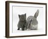 Grey Kitten with Grey Windmill-Eared Rabbit-Mark Taylor-Framed Photographic Print