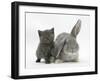 Grey Kitten with Grey Windmill-Eared Rabbit-Mark Taylor-Framed Photographic Print