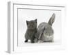 Grey Kitten with Grey Windmill-Eared Rabbit-Mark Taylor-Framed Photographic Print