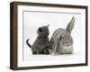 Grey Kitten with Grey Windmill-Eared Rabbit-Mark Taylor-Framed Photographic Print