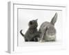 Grey Kitten with Grey Windmill-Eared Rabbit-Mark Taylor-Framed Photographic Print