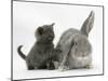 Grey Kitten with Grey Windmill-Eared Rabbit-Mark Taylor-Mounted Photographic Print