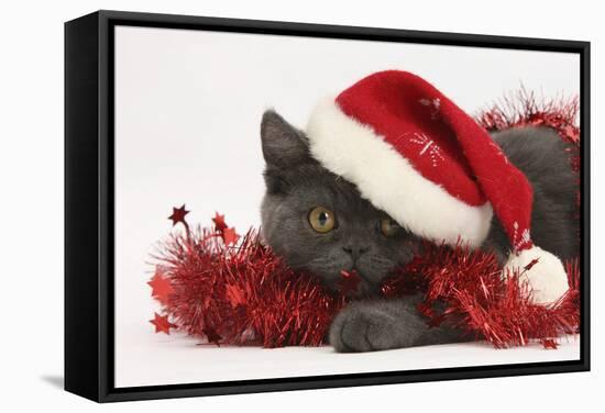 Grey Kitten with Red Tinsel and Wearing a Father Christmas Hat-Mark Taylor-Framed Stretched Canvas