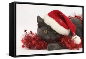 Grey Kitten with Red Tinsel and Wearing a Father Christmas Hat-Mark Taylor-Framed Stretched Canvas