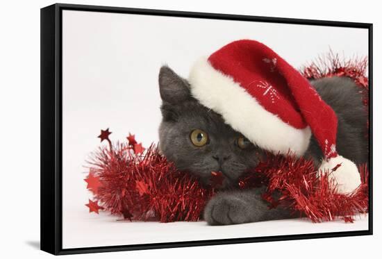 Grey Kitten with Red Tinsel and Wearing a Father Christmas Hat-Mark Taylor-Framed Stretched Canvas