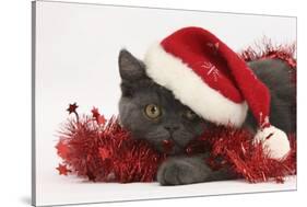 Grey Kitten with Red Tinsel and Wearing a Father Christmas Hat-Mark Taylor-Stretched Canvas