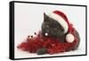 Grey Kitten with Red Tinsel and Wearing a Father Christmas Hat-Mark Taylor-Framed Stretched Canvas