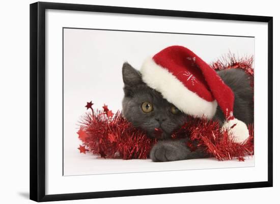 Grey Kitten with Red Tinsel and Wearing a Father Christmas Hat-Mark Taylor-Framed Photographic Print