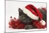 Grey Kitten with Red Tinsel and Wearing a Father Christmas Hat-Mark Taylor-Mounted Photographic Print